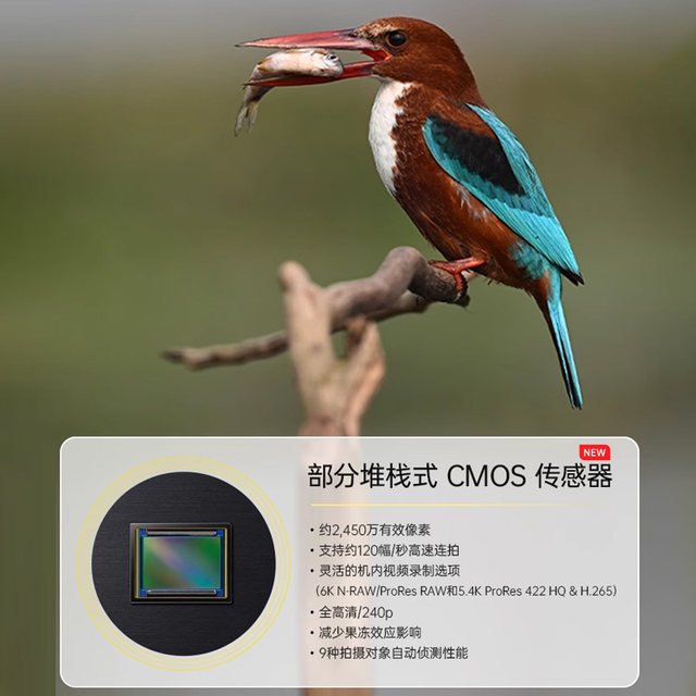 Nikon Z6III Nikon Z63 Nikon Z63 Three Generation Full-frame Micro-Single Body Micro-Single Body 24-70 Sets