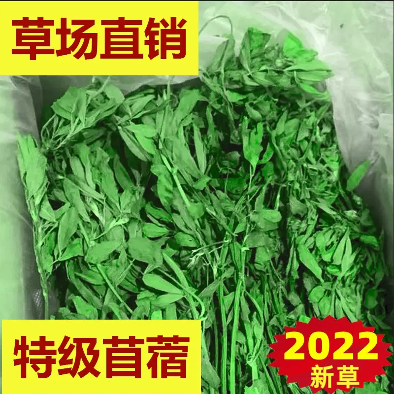 22年紫花苜蓿草幼兔子寵物荷蘭豬龍貓吃的食物飼料