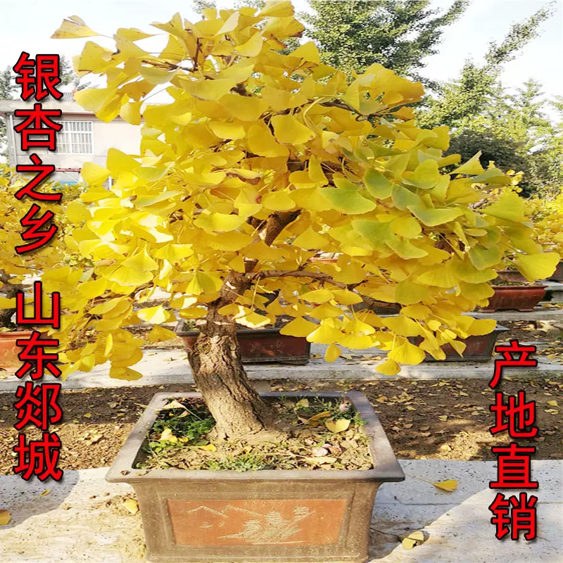 銀杏老樁白果樹盆景庭院室內外南北方種植矮霸盆景花卉