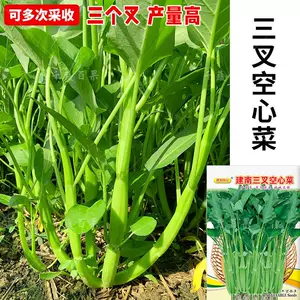 空芯菜 新人首单立减十元 22年2月 淘宝海外