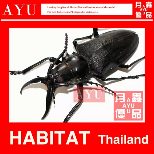 甲虫昆虫标本 新人首单立减十元 22年2月 淘宝海外