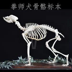 狗骨骼标本 新人首单立减十元 22年8月 淘宝海外