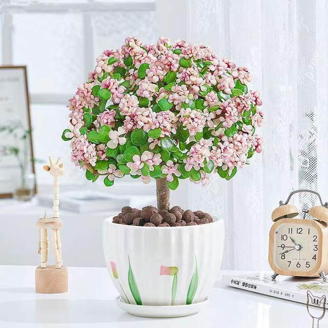 Golden branches and jade leaves for many years old pile potted plants with pots with soil indoor balcony office desktop green plants flower lollipop