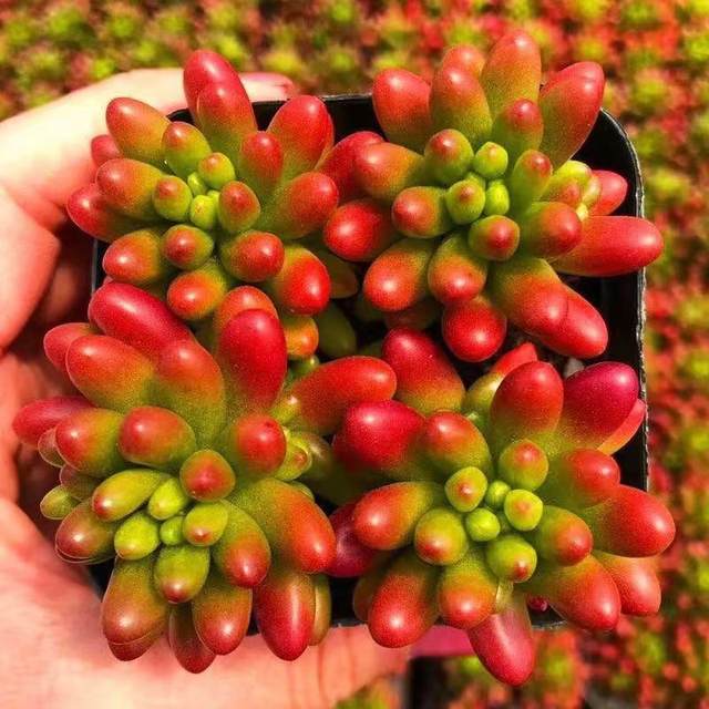 Transfer beads old pile succulent plant potted plants for novices, good succulent multi-headed old pile combination indoor flower potted plants