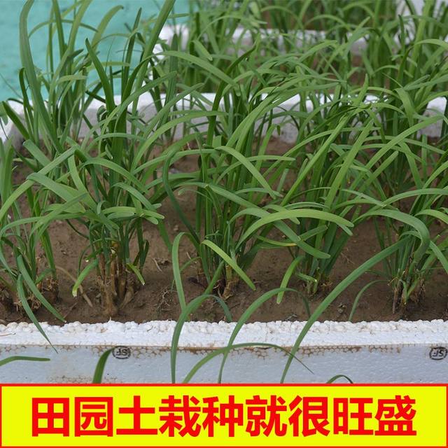 Leek root seedlings are now dug, small, large, broad-leaf, purple-rooted chive seeds, red four-season soil old varieties, balcony, Shouguang, Shandong