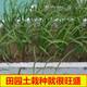 Leek root seedlings are now dug, small, large, broad-leaf, purple-rooted chive seeds, red four-season soil old varieties, balcony, Shouguang, Shandong