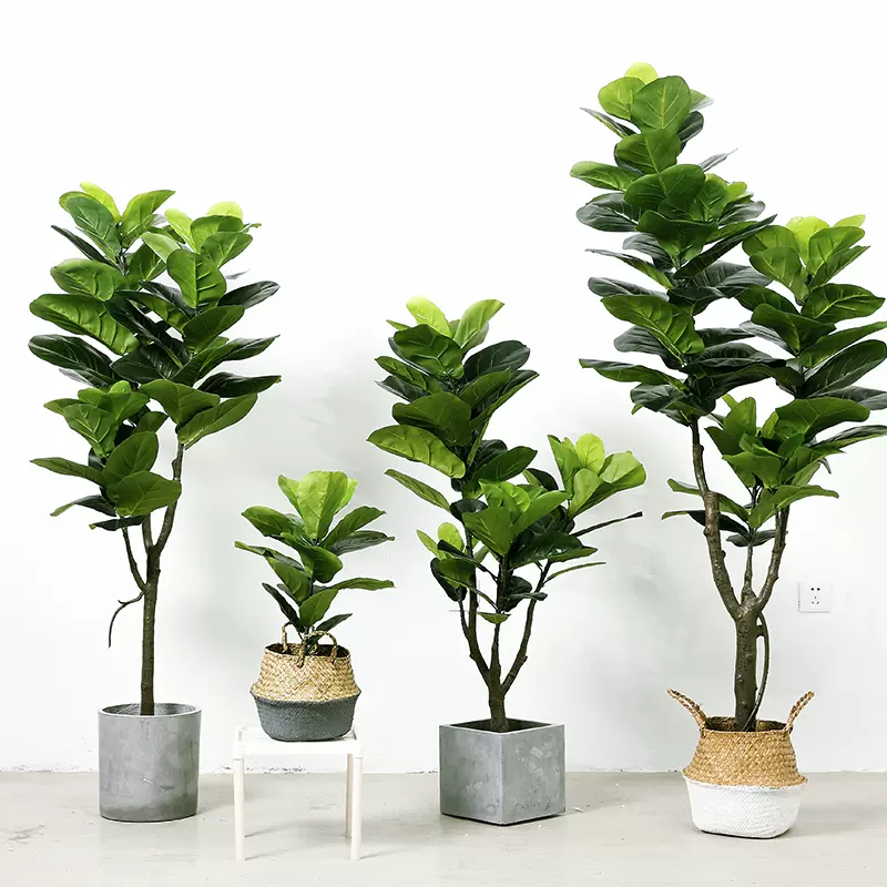 大型仿真植物琴叶榕橡皮树客厅服装店橱窗大叶假树绿