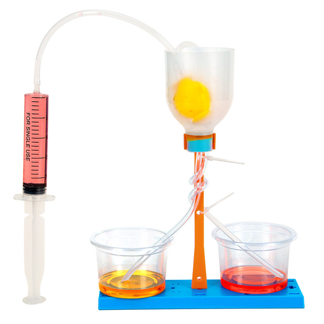 Nephr unit model kidney filtration production material package DIY handmade junior high school biology and children science small experiment set