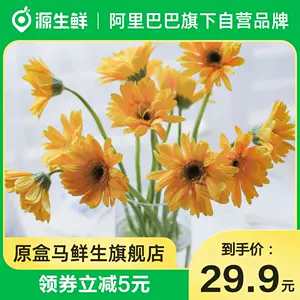 非洲菊花束 新人首单立减十元 22年10月 淘宝海外 非洲菊花束 新人首单立减十元 22年10月 淘宝海外