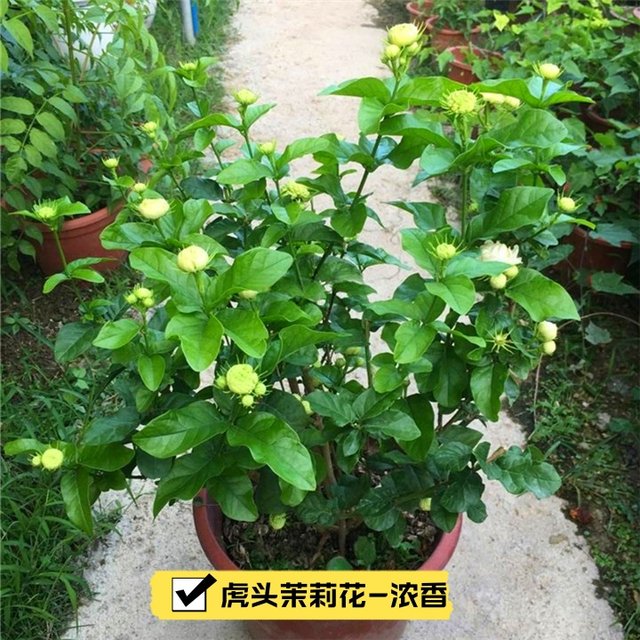 Tiger-headed jasmine flower, super heavy petals, evergreen and rich fragrance potted plant, big flower jasmine perennial plant continues to bloom