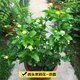 Tiger-headed jasmine flower, super heavy petals, evergreen and rich fragrance potted plant, big flower jasmine perennial plant continues to bloom