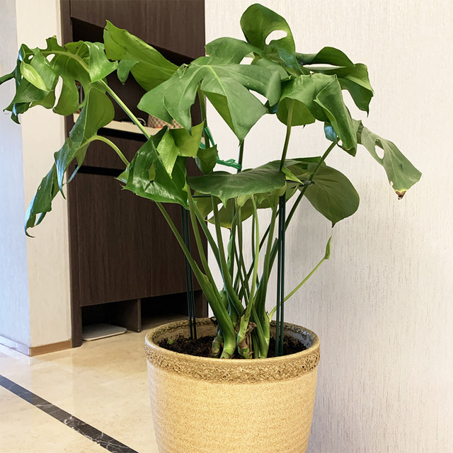 Iron gardening bracket, anti-falling support, curved monstera bird of paradise flower stand, hydrangea vegetable and fruit climbing vine support rack