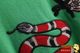 2466 embroidered sweater round neck pullover autumn and winter knitted stretch pattern slim fit inner versatile knitted sweater