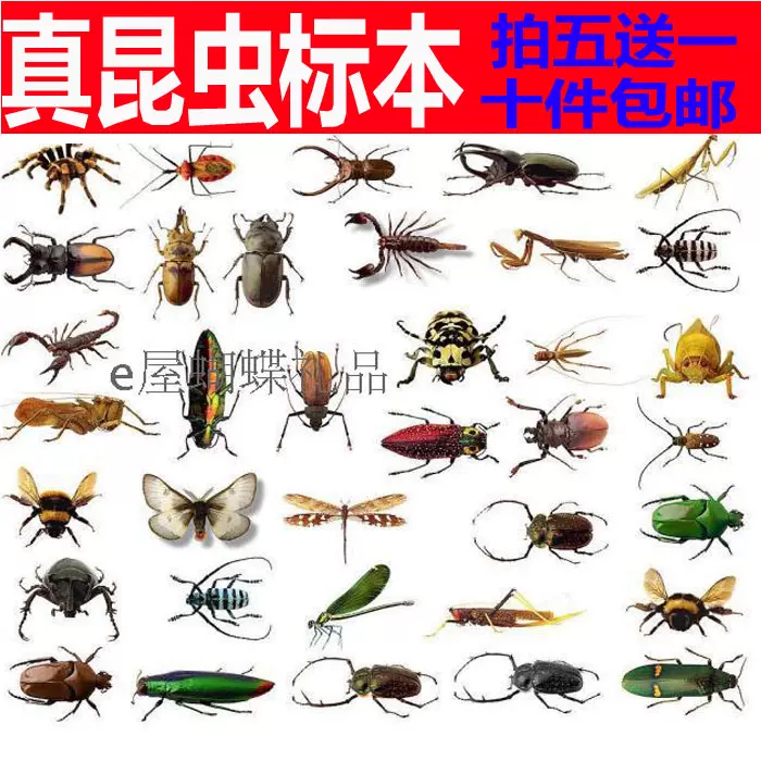 真昆虫标本甲虫标本教学教具用品品种多样自封袋装可拿出来