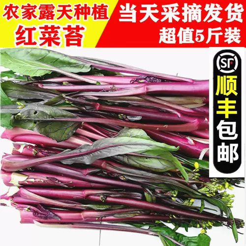 红菜苔 新人首单立减十元 22年2月 淘宝海外