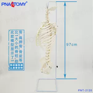 颈椎骨盆- Top 100件颈椎骨盆- 2023年5月更新- Taobao