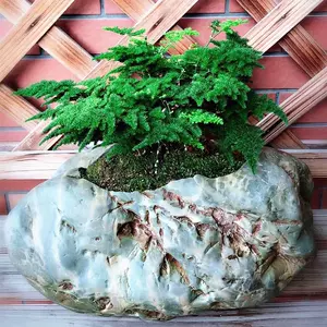 石头玉植物 新人首单立减十元 22年7月 淘宝海外