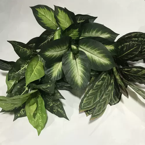 万年青盆景 新人首单立减十元 22年2月 淘宝海外