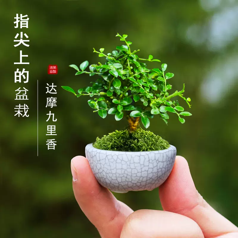 大人気定番商品 【趣楽】 時代 草花文蒔絵煎茶盆 幅３２ｃｍ 在銘