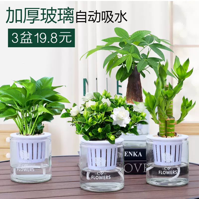 栀子花盆栽玻璃水培植物发财树文竹绿萝富贵竹室内