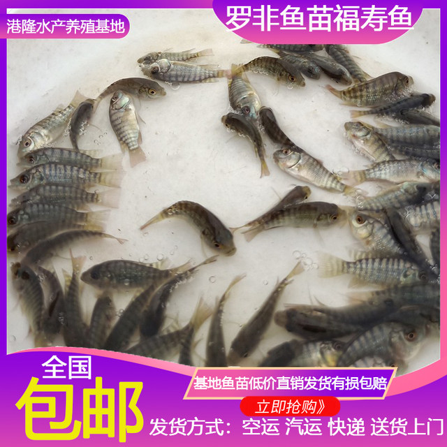 Cold -resistant Hainan No. 1 cold -resistant crispy meat freshwater Luo ...