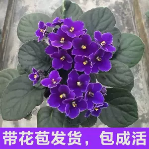 紫羅蘭盆栽花包郵- Top 50件紫羅蘭盆栽花包郵- 2023年10月更新- Taobao