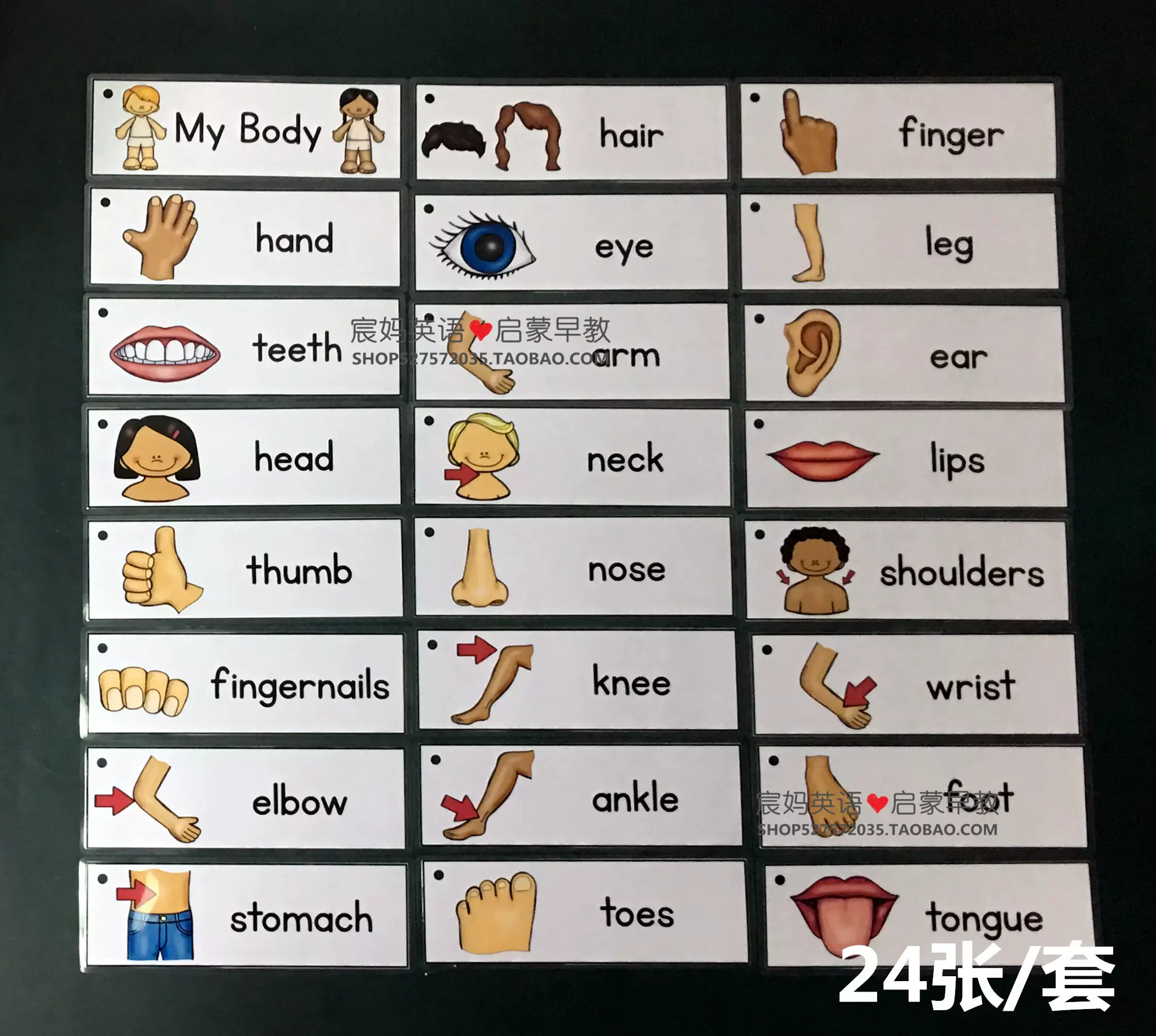 Bodypart身体部位英语启蒙早教闪卡英文单词卡片儿童记忆教师教具