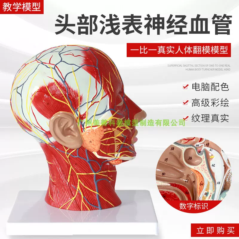 头部正中矢状切面附血管神经模型人体头部浅表神经血管分布模型-Taobao