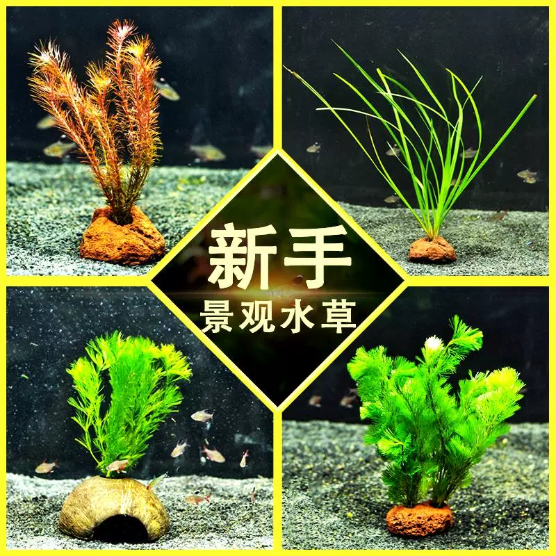 水草种子淡水 新人首单立减十元 21年11月 淘宝海外