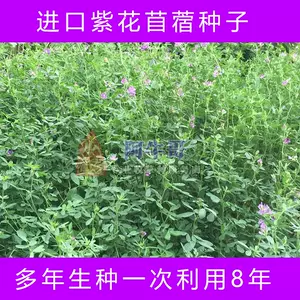 牧草紫花苜蓿草籽种 新人首单立减十元 22年8月 淘宝海外