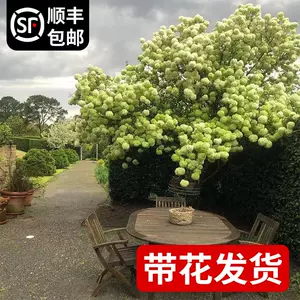 迷你绣球花 新人首单立减十元 22年4月 淘宝海外