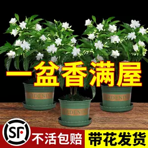 丁香花盆栽 新人首单立减十元 22年10月 淘宝海外