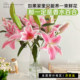 Perfume lily flowers Yunnan base direct hair hydroponic multi -head fresh -cut flower bundle flower insert bottle multiplier flowers