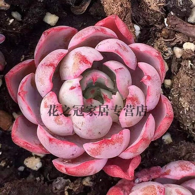 Herado meat sunset, miscellaneous meat, one shot, a small amount of precious goods, cute meat full of flowers and gardening
