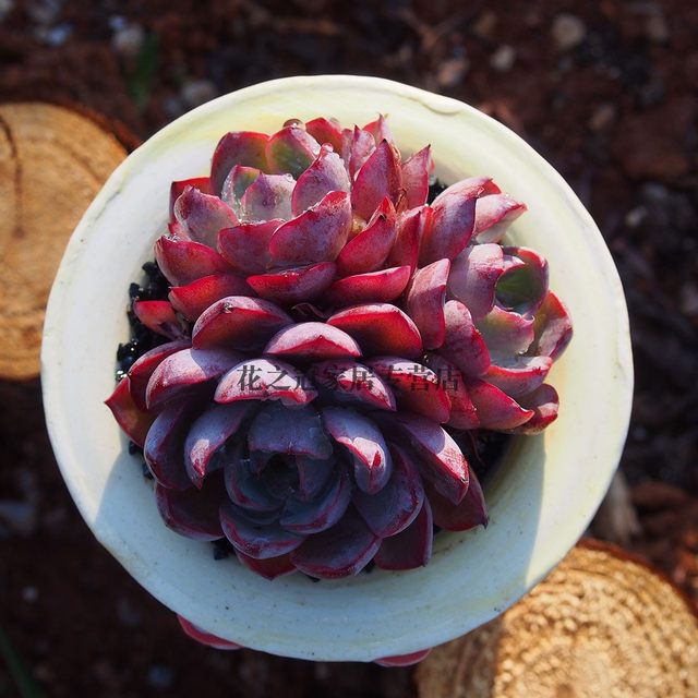 Herado meat sunset, miscellaneous meat, one shot, a small amount of precious goods, cute meat full of flowers and gardening
