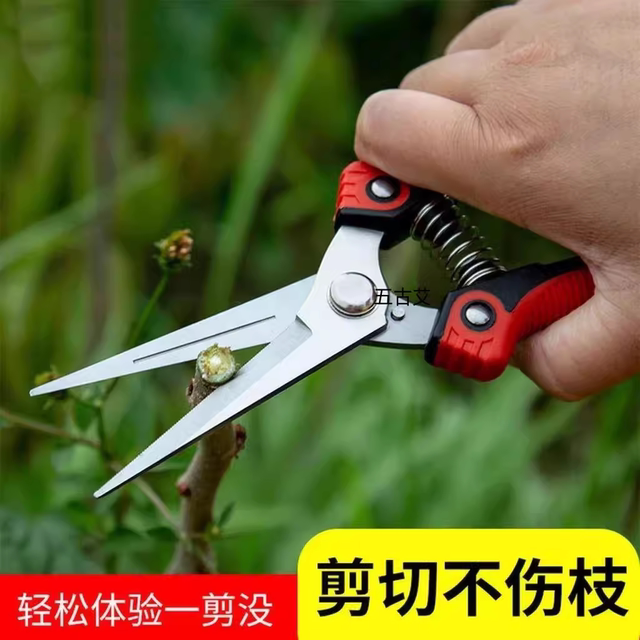 Stainless steel saves branches and cuts rare fruit, cut grapes, picking pepper fire, dragon fruit vegetable multifunctional garden scissors