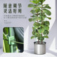 Climbing flower stand gardening pillar stand balcony pothos rose clematis vine climbing crab claw orchid support rod
