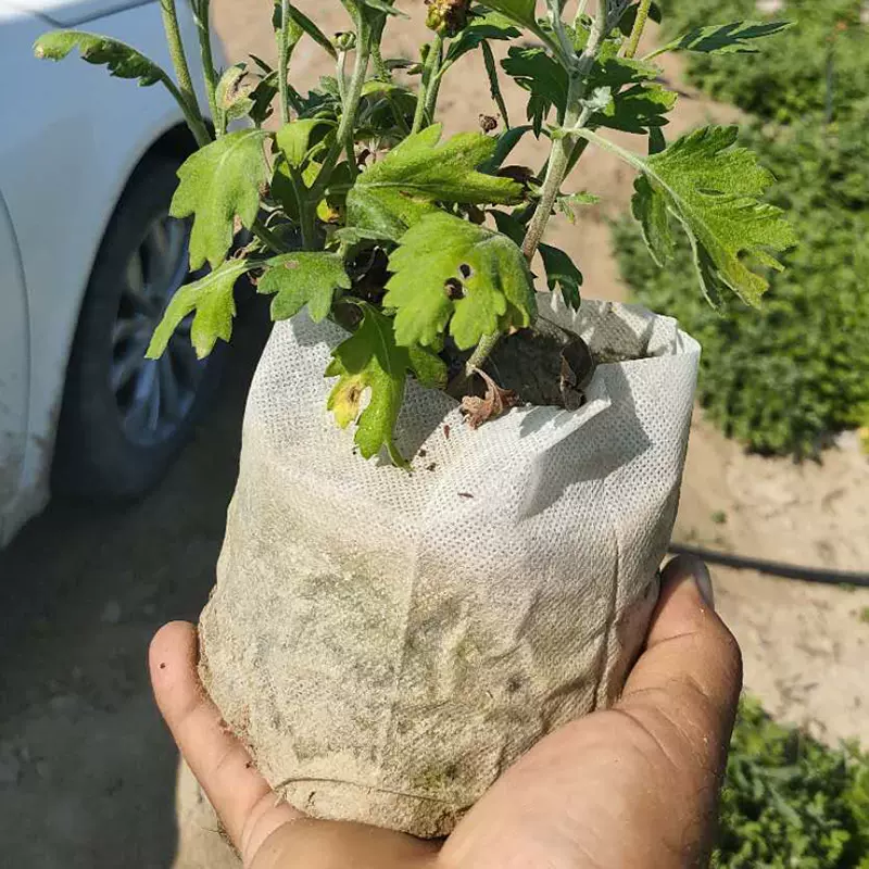 9x10釐米容器杯育苗袋現貨秒包郵不織布種植袋子可降解營養