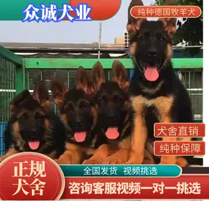 训警犬 新人首单立减十元 22年8月 淘宝海外