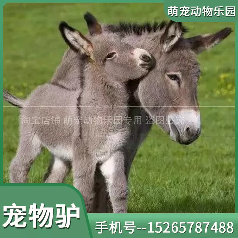 宠物驴萌宠迷你驴养殖小幼驴体型小的活体小驴