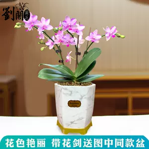 紫薇花盆栽室内 新人首单立减十元 22年10月 淘宝海外