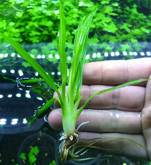 Negative grass, crown aquatic plant, mini nine-crown aquatic plant, fish tank landscaping foreground grass, middle landscape grass without carbon dioxide