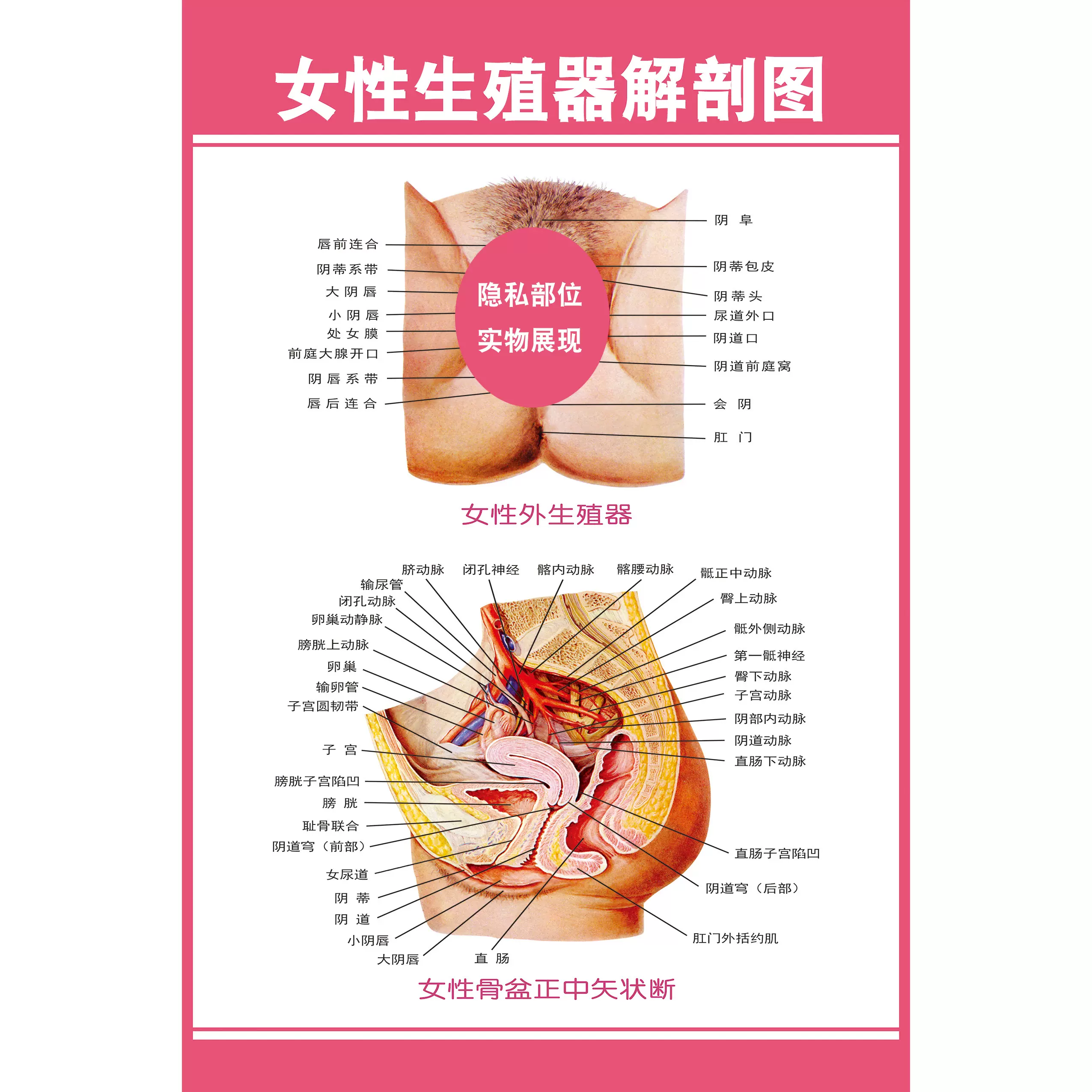 女性生殖系统图男女泌尿生殖器解剖图医学人体生殖系统解剖挂图 Taobao