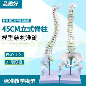 颈椎骨盆- Top 100件颈椎骨盆- 2023年5月更新- Taobao