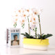 Dopamine-burning Phalaenopsis flower pot ceramic New Year's flower office with holes and oblong single plant group pot