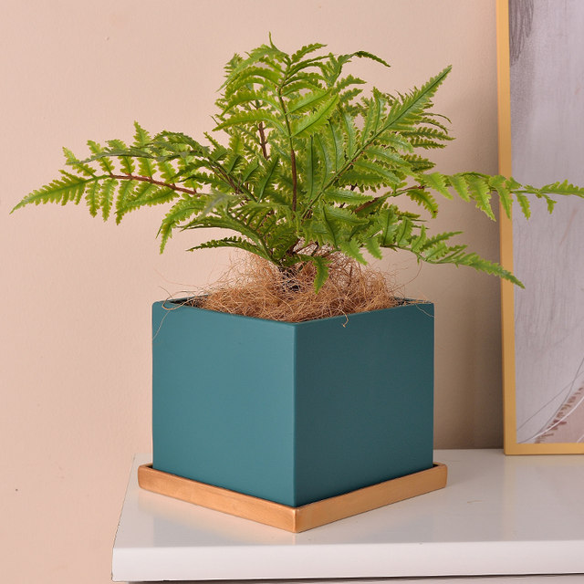 Nordic Simple Ceramics Pot Pot Quiet Phalaenopsis Merry Family Green Potted Plant Tibetan Creative Creative
