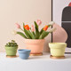 Nordic flower basin INS style new models of simple retro style colorful poly -meat potted green plant cactus abstract indoor circle
