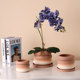 New Year's Red Phalaenopsis Basin Light luxury high -level sense of home ceramic combination pot high -end orchid special flower pot