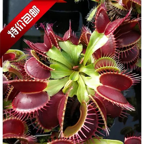 食人花虫 新人首单立减十元 22年2月 淘宝海外