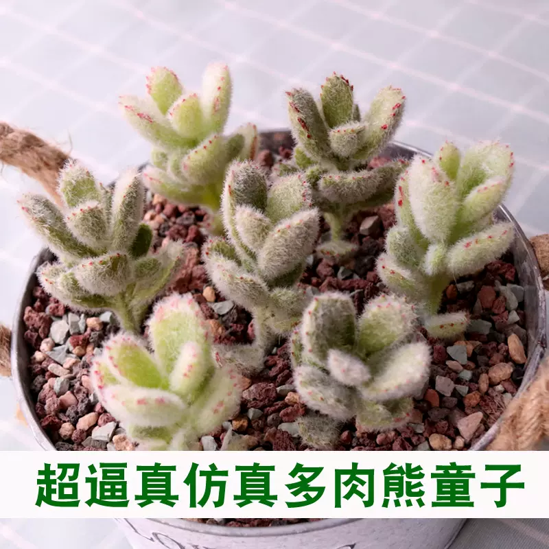 植绒肉肉萌芽熊童子仿真多肉植物假多肉花仿真花绿 植绒肉肉萌芽熊童子仿真多肉植物假多肉花仿真花绿
